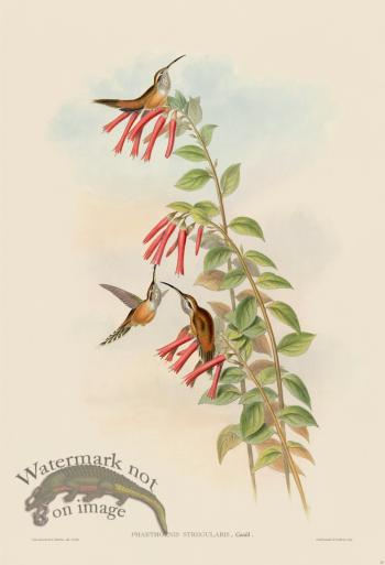 Gould Hummingbird 037